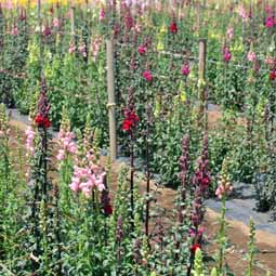 花畑で、自分で摘み取りできる小平市「小川農園」