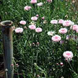 花畑で、自分で摘み取りできる小平市「小川農園」