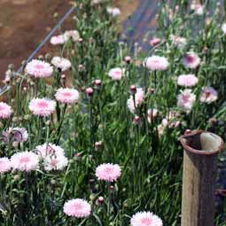 花畑で、自分で摘み取りできる小平市「小川農園」