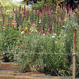 花畑で、自分で摘み取りできる小平市「小川農園」