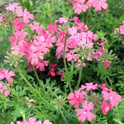 花畑で、自分で摘み取りできる小平市「小川農園」