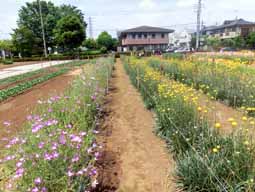 花畑で、自分で摘み取りできる小平市「小川農園」