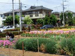 花畑で、自分で摘み取りできる小平市「小川農園」