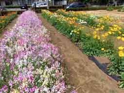 花畑で、自分で摘み取りできる小平市「小川農園」