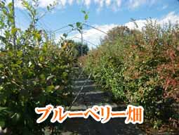 花畑で、自分で摘み取りできる小平市「小川農園」