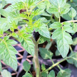 花畑で、自分で摘み取りできる小平市「小川農園」