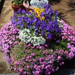 花畑で、自分で摘み取りできる小平市「小川農園」