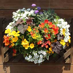 花畑で、自分で摘み取りできる小平市「小川農園」