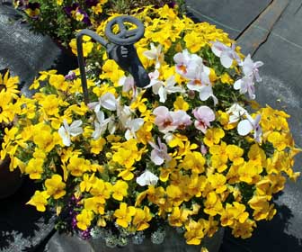 花畑で、自分で摘み取りできる小平市「小川農園」