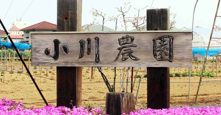 小川農園 小平市 公式 人気 自分で花の摘み取りできるフラワーパーク